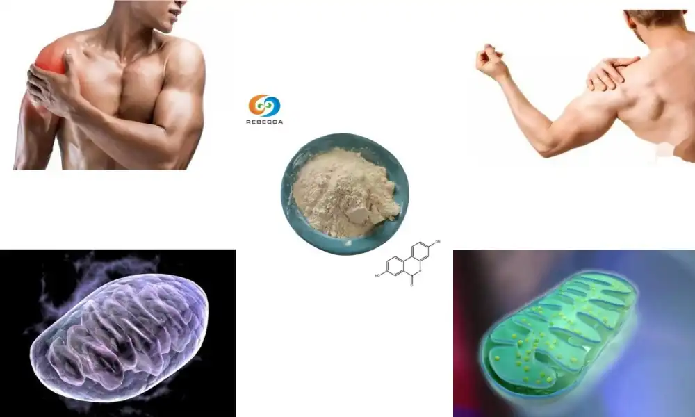 Improve Muscle Endurance Naturally with Urolithin A
